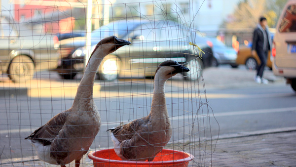 Geese on the street