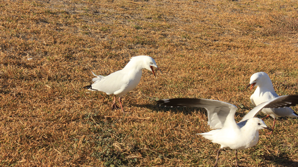 Seagulls fight every time and resent each other, when you give them a piece of bread