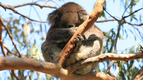 We saw koalas, but their sound was unable to write to us,