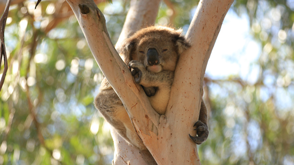 Therefore, we have recorded the sound of the museum. This koala-Dad