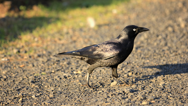 Another sound of Australia: local crows. Singers such you will not find anywhere else
